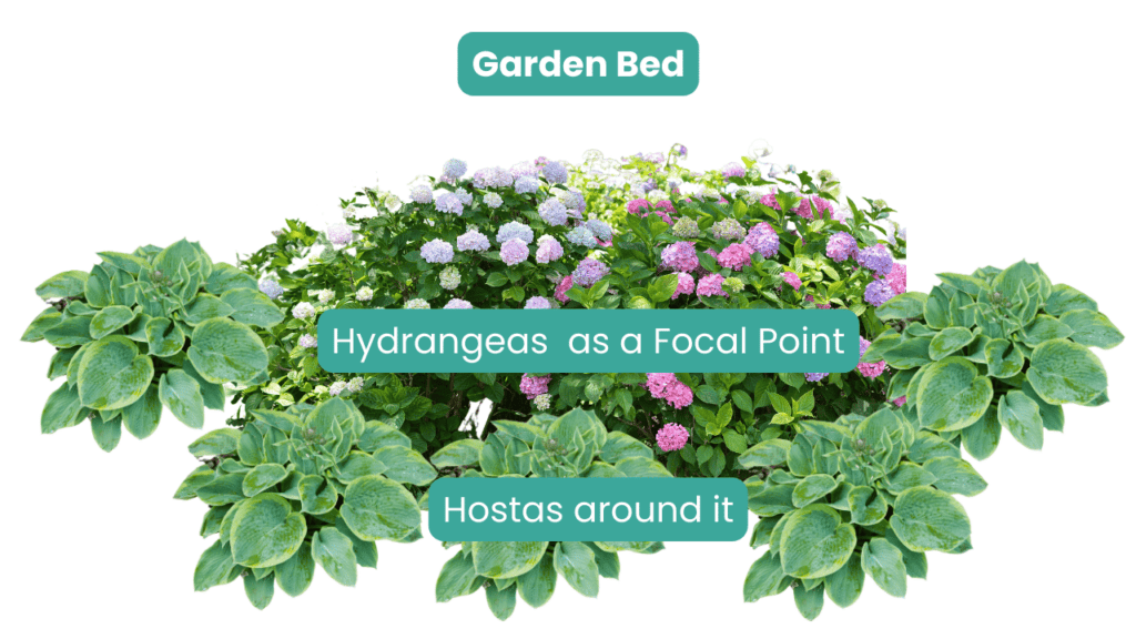 Hydrangeas and Hostas Garden Bed Planting Diagram