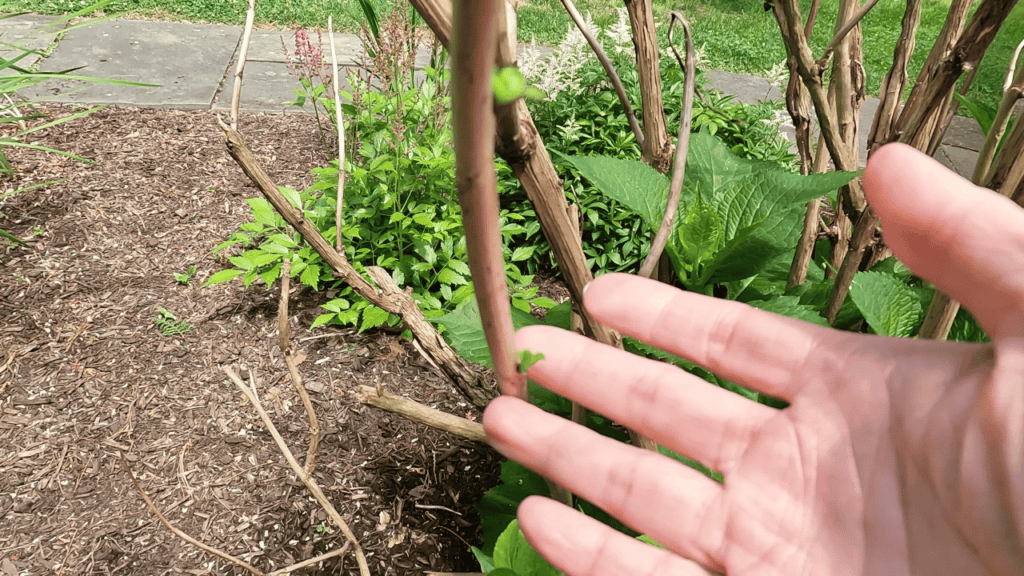 hydrangea bud