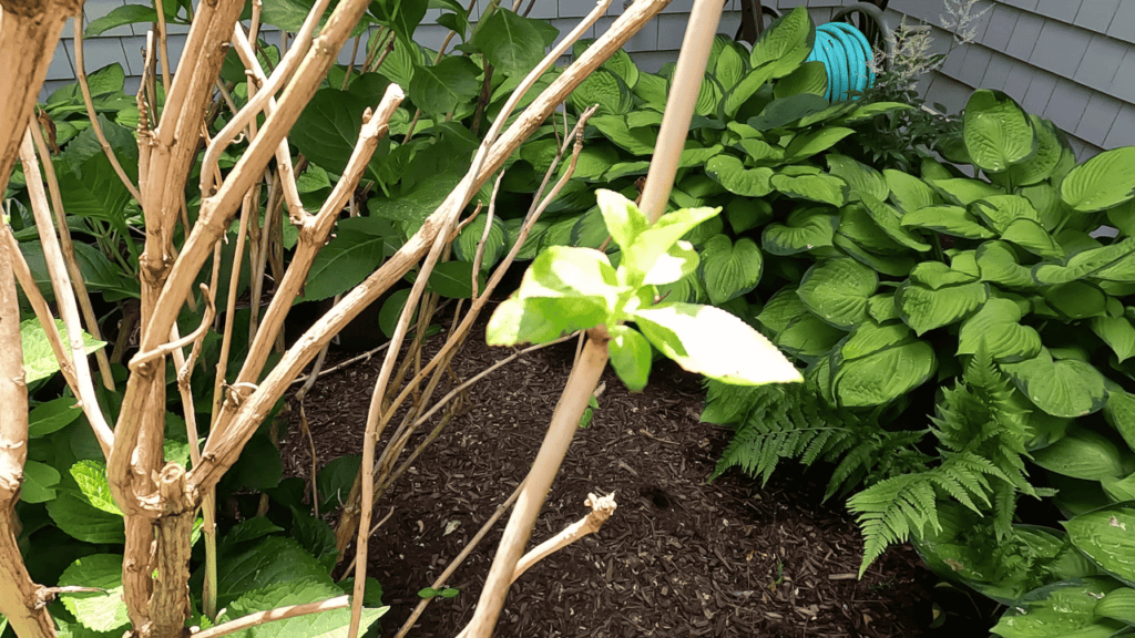 hydrangea bud