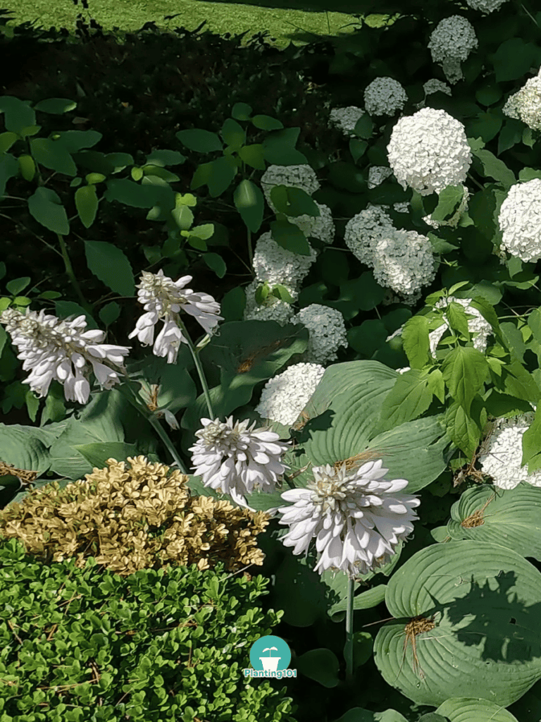 Annabelle Hydrangea with Hostas