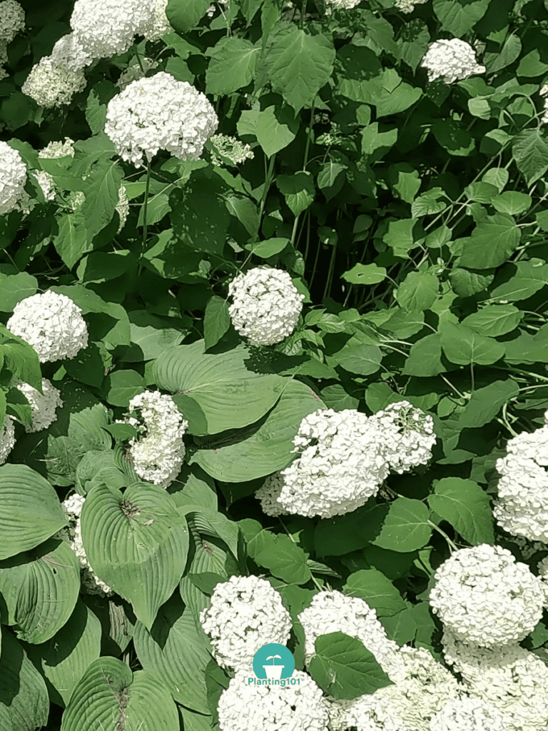 Annabelle Hydrangea with Hostas