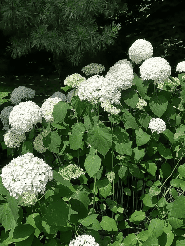 Annabelle Hydrangeas