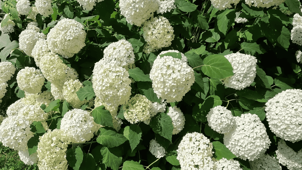 Annabelle Hydrangeas