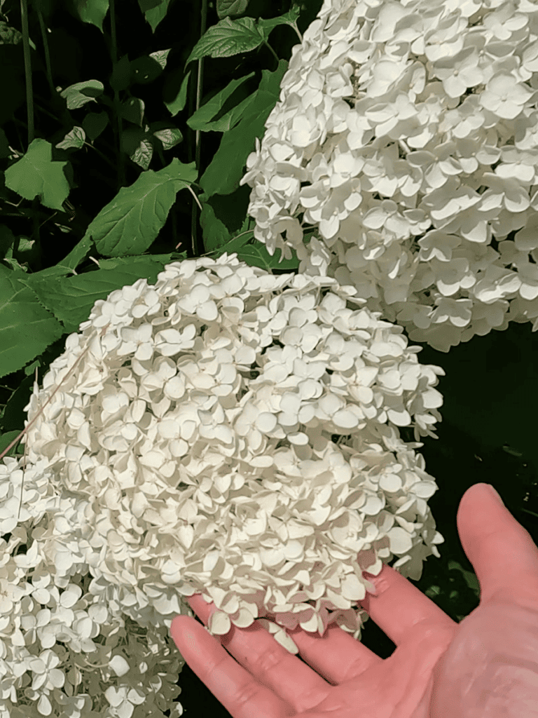 Annabelle Hydrangeas