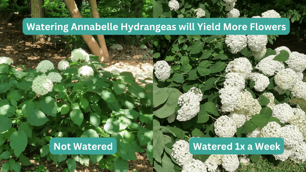 Annabelle Hydrangeas Flower Yield as a Result of Watering