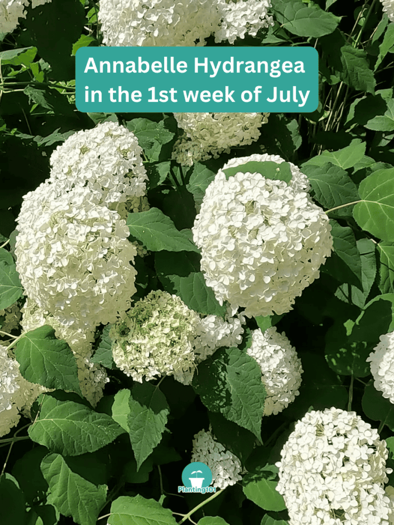 Annabelle Hydrangeas with Flower in July