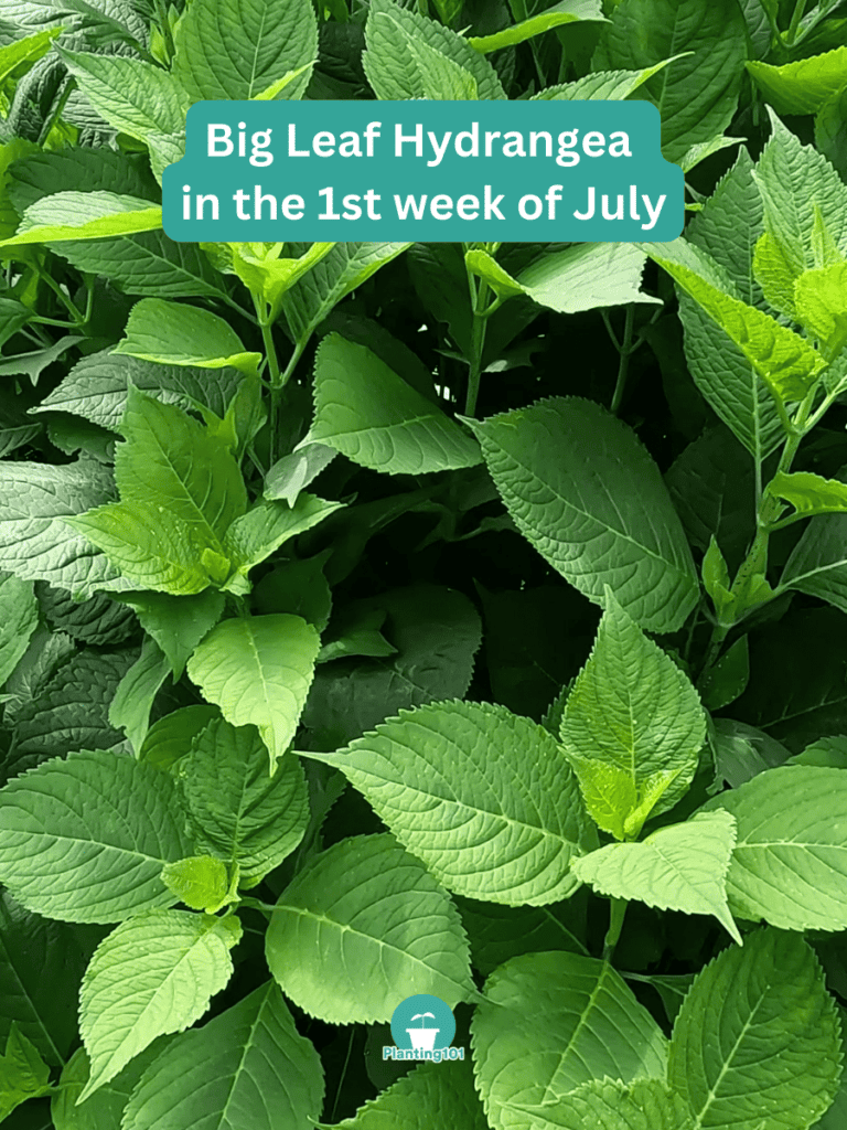 Big Leaf Hydrangeas no Flowers in July