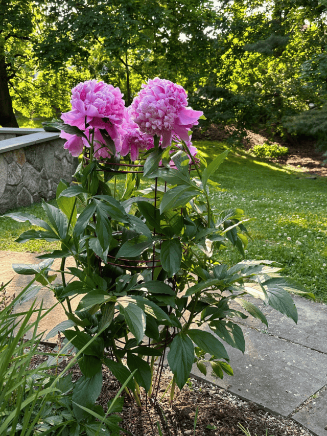 Peonies vs Hydrangeas: Which is Best? - Planting 101
