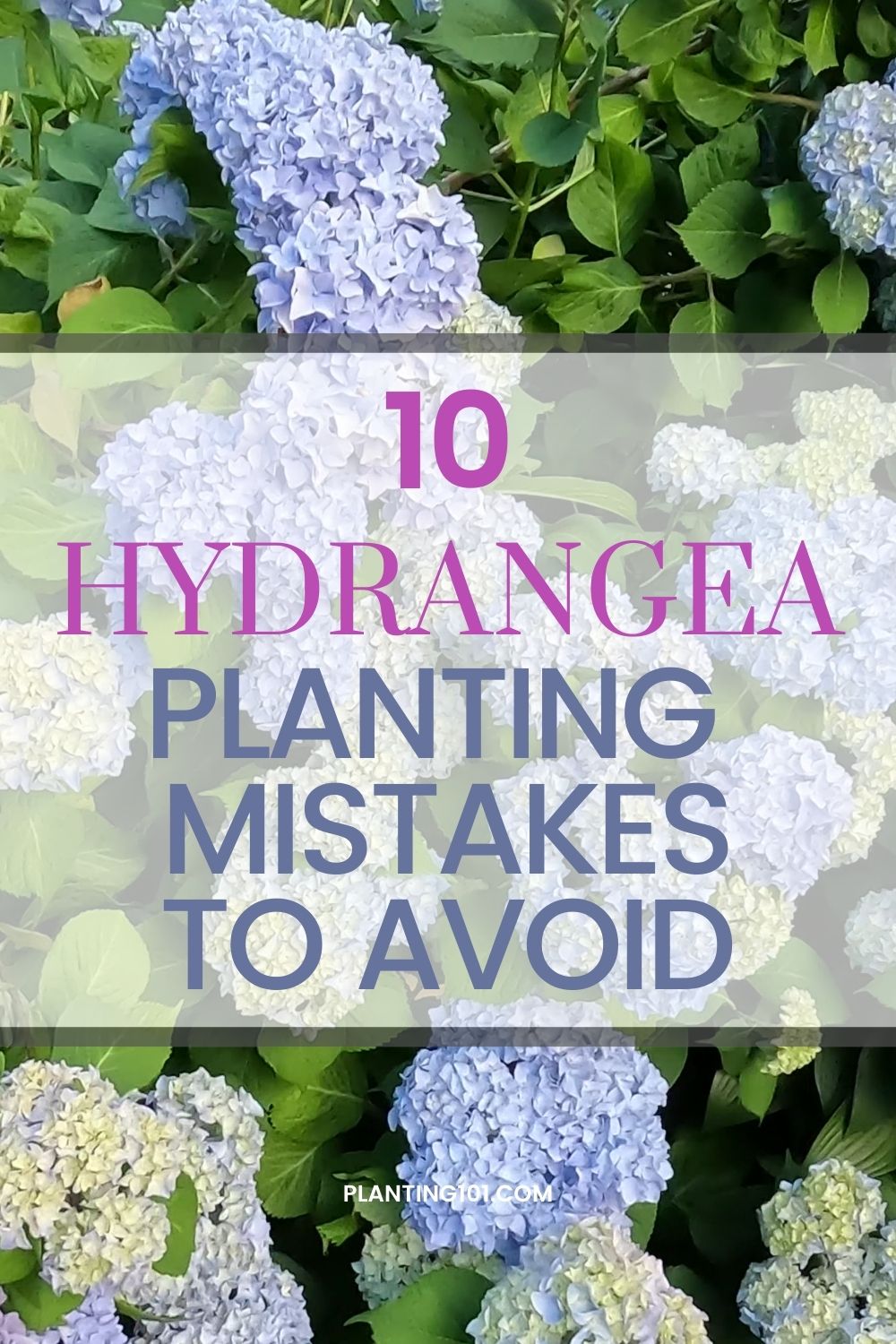don-t-make-these-hydrangea-planting-mistakes-you-ll-regret-planting-101