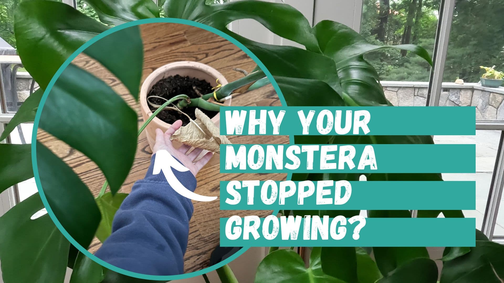 Why Did Your Monstera Stop Growing and How to Fix It? - Planting 101
