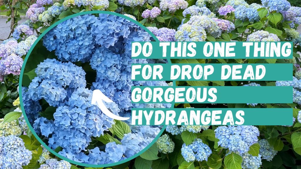 drop dead gorgeous hydrangeas