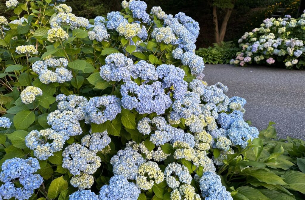 hydrangeas
