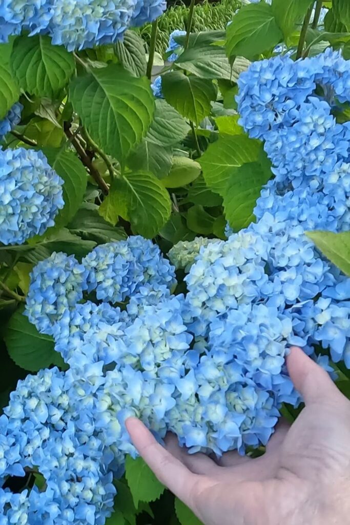 hydrangeas