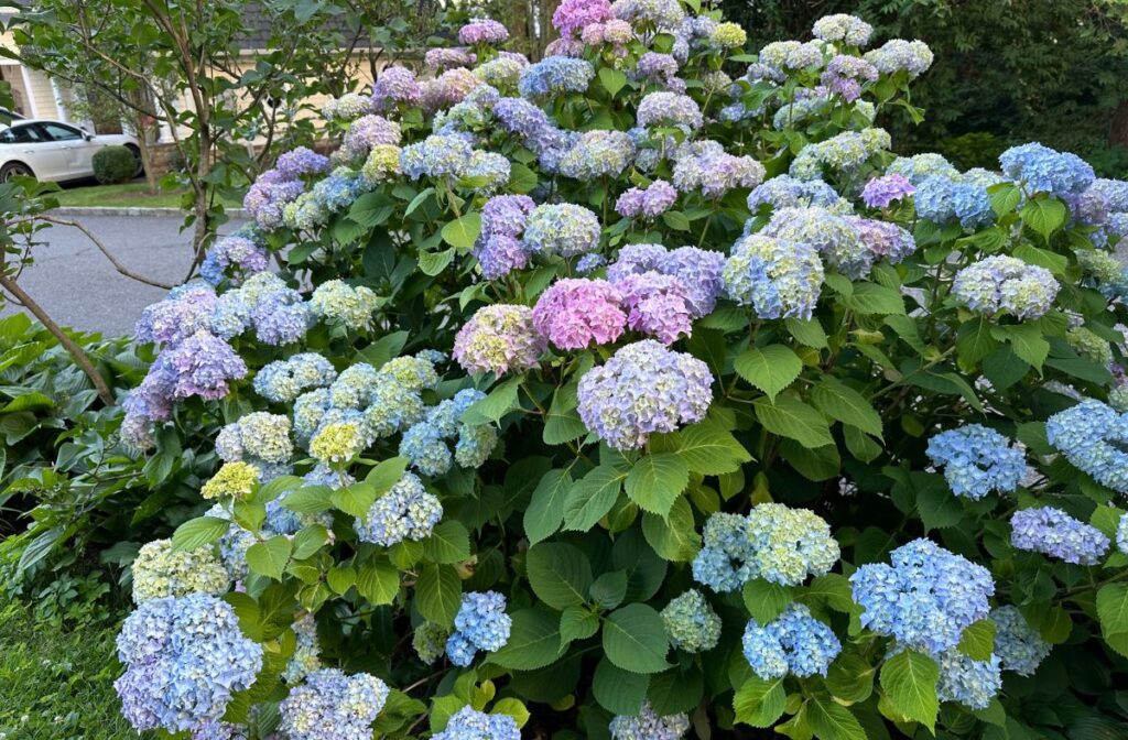 hydrangeas