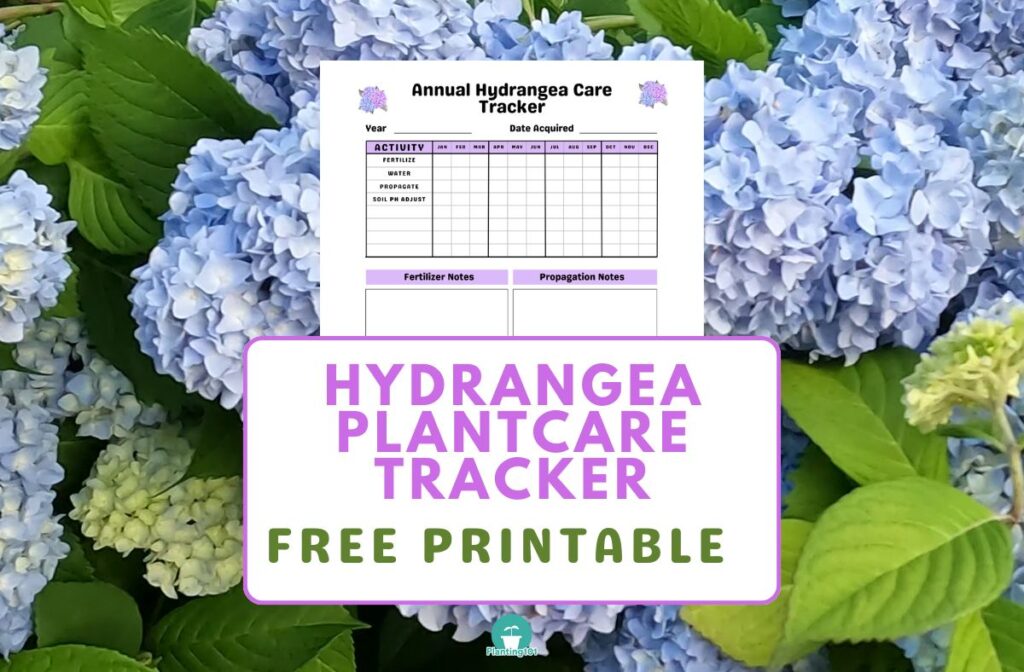 hydrangea plantcare