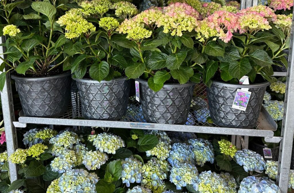 potted hydrangeas