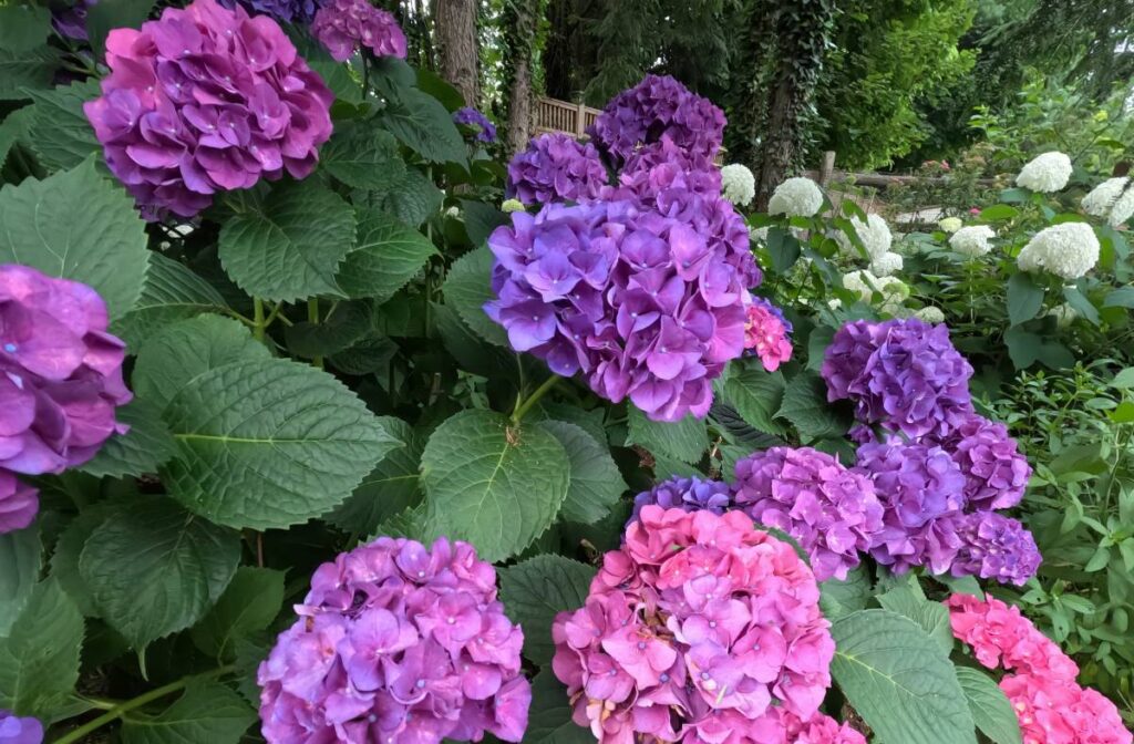 hydrangeas
