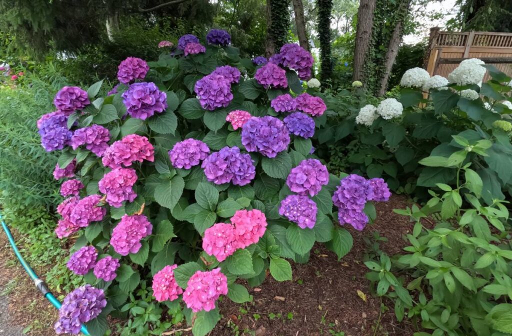 Hydrangeas