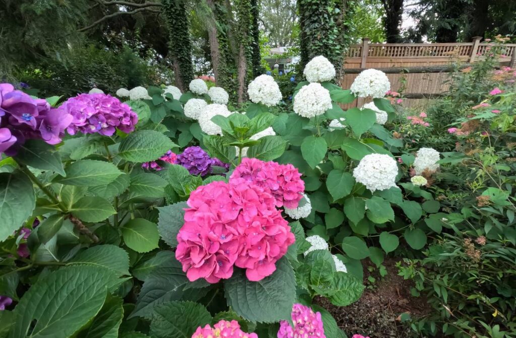 hydrangeas