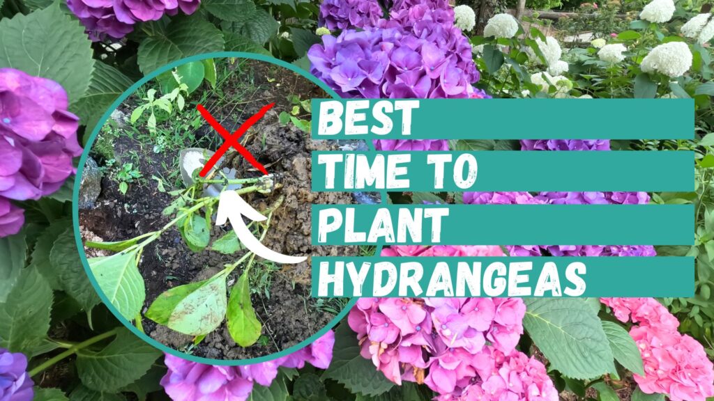Best time to plant hydrangeas