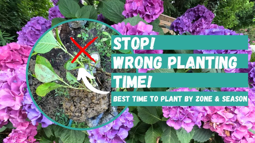 Best time to plant hydrangeas