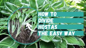 How to Divide Hostas the Easy Way - Planting 101