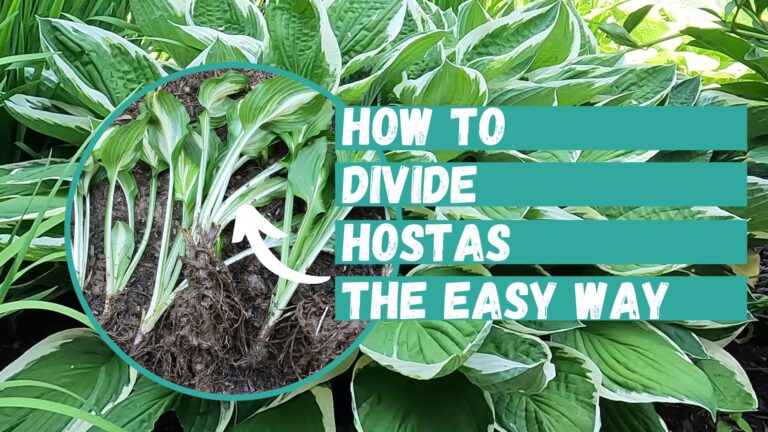 How to Divide Hostas the Easy Way - Planting 101