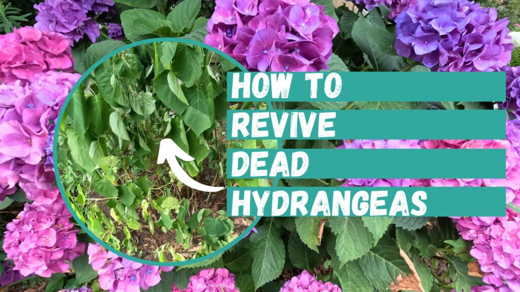 how to revive dead hydrangeas